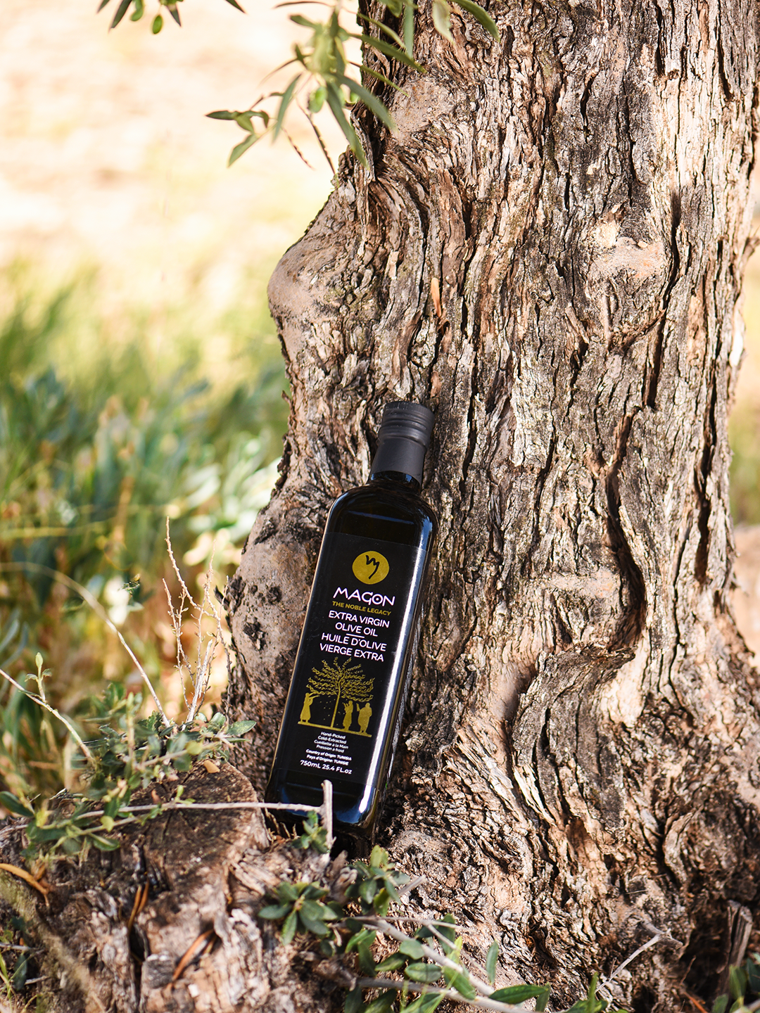 Ancient olive tree