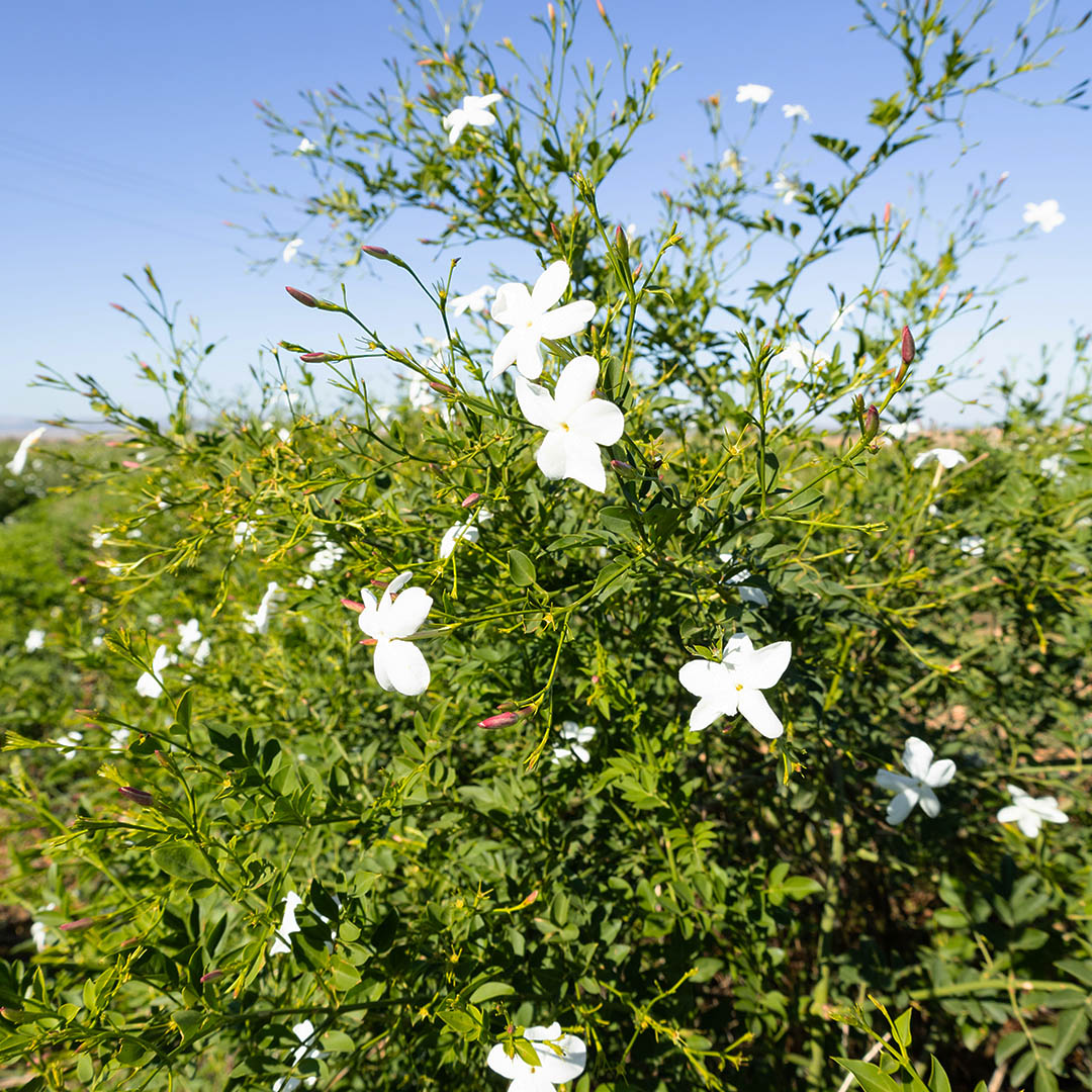 Geranium