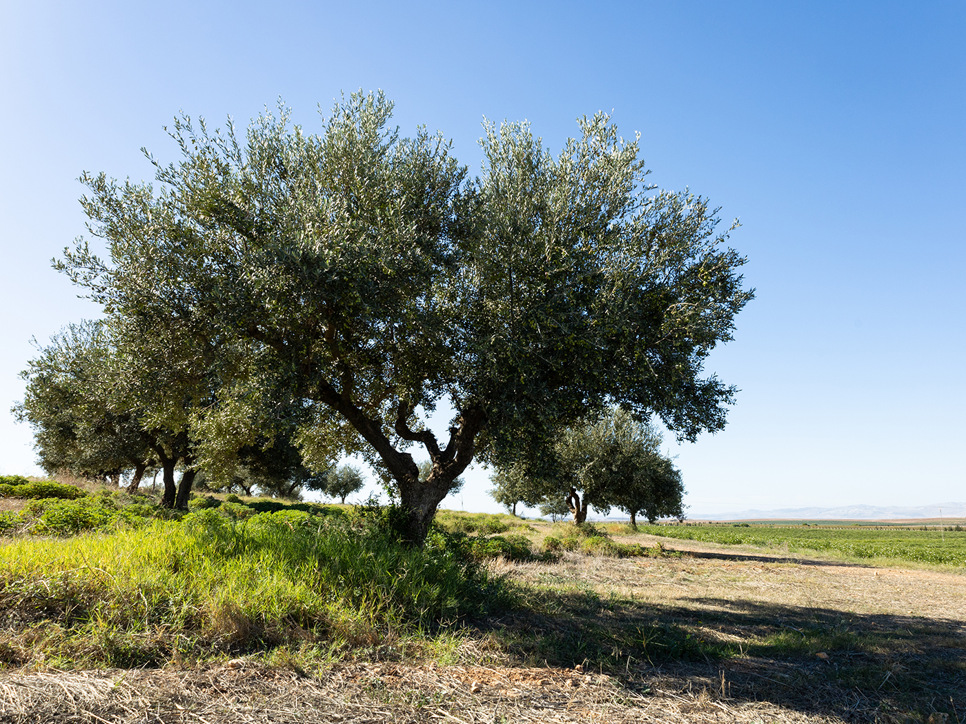 Olive trees and regenerative land